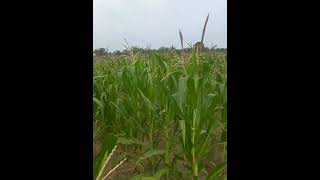 Jagung umur 50 Hst semoga sesuai dengan apa yang di inginkan #petani #petanijagung #petanimuda