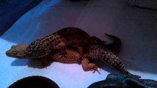 (Sunny & Dj) Leopard geckos breeding for  the first time