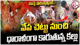 వేప చెట్టు నుండి కల్లు...చూస్తే షాకవ్వాల్సిందే..!  | Kallu From Neem Tree | @sumantvsuryapet