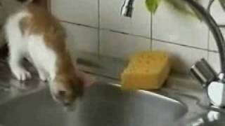 Clumsy Cat