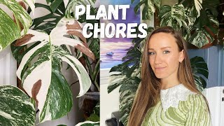 Plant Vlog | Using Predatory Mites | Plant Chores