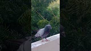 parrot point#shortsvideo #birds parrot #pigeonbird