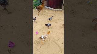 #animals #youtubeshorts