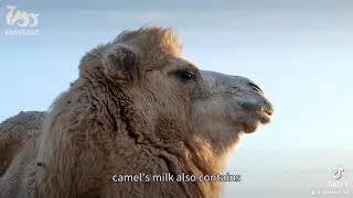 Why is camel milk called”Desert white gold”?#camel #camelmilk #powderedmilk #healthymilk #healthcare