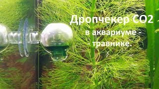 Мой аквариум. Дропчекер CO2. My aquarium. Drop checker CO2.