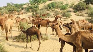 Desert camels