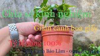 CHIA SẺ KINH NGHIỆM GIÂM CÀNH HOA GIẤY - 0944.553.444