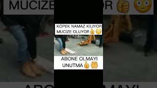 Köpek Namaz Kılıyor