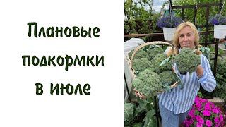 Плановые подкормки. Боремся с вредителями и болезнями