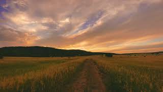 Sunset Symphony: Time-Lapse Magic in a Golden Wheat Field 🌄🌾