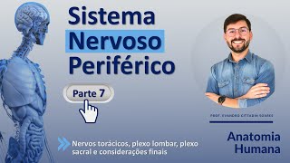 SISTEMA NERVOSO PERIFÉRICO - PARTE 7 (FINAL) - NEUROANATOMIA