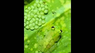 بيض الضفدع frog eggs عالم الحيوانات اشتركو بليز دعمكم احبائي وصلوني ل100kمشترك الله يجبر خاطركم😍😘❤