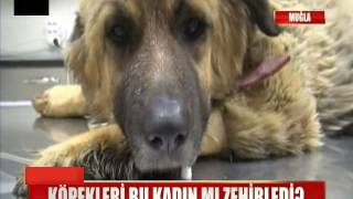 Vicdansız Kadın, Göz Göre Göre Köpekleri Zehirledi, utanmadan güldü.