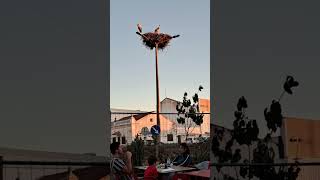 Baby storks by restaurant