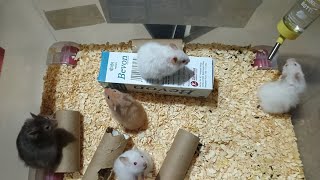 hamster guide|how to keep|syrian hamster|complete guide|hamsters for sale in mumbai..