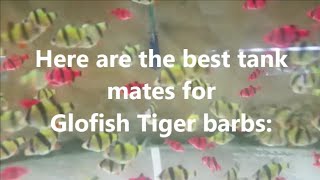 Glofish Tiger Barbs compatible tank mates - what fish can you have with glofish tiger barb