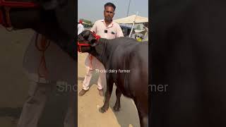 ਝੋਟੀ villge mattu dadu numder-:9728647022 #cow #buffelo #farmer #buffalofarm #farming #bufflo #bull