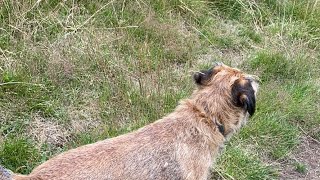 3 Border Terriers - LIVE - 🔴 Crighton Pet Services is going live!