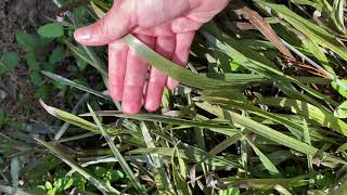 Silkgrass Aster