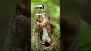 Apenas Aprecie  #curiosidades #natureza   #animals  #animal #shortvideo #shorts #short