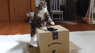 箱を奪おうとしたら返り討ちにあったねこ。-Maru was beaten at his box battle.-