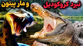 نبرد خطرناک کروکودیل و مارپیتون|کدوم برنده میدان هست؟😱