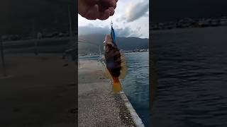 Perch fish. #fishing #lrf #spinning  #fishingvideo #shorts