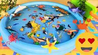 SEA ANIMALS FOR TODDLERS: MANTA RAY, SEA LION, OCTOPUS, DOLPHIN,  SAWFISH, BUTTERFLYFISH, AND OTHERS