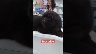 Beautiful Cat | Güzel Kedi | #viral #shorts