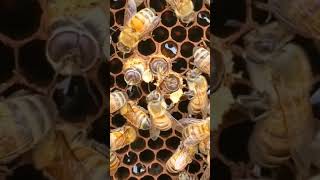 The Boys Are Back!!  (Drones) Male bees are emerging.