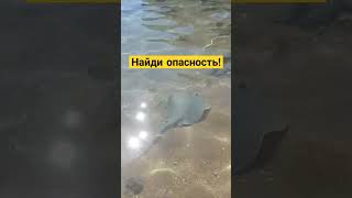 опасно купаться, здесь водятся скаты