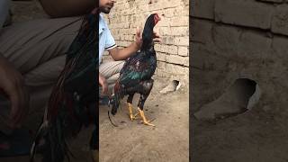 Pakistan rooster