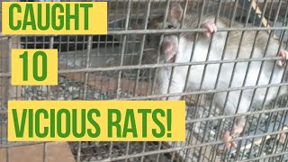 How to Catch Rats outside