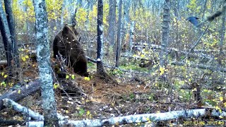 Осенний зов Тайги