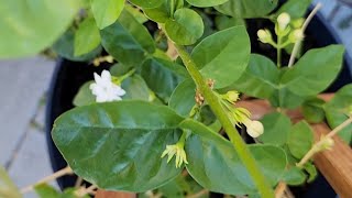 Jasmine plant growing guide, pruning Jasmine plants for more flowers. Seattle,  USA, Telugu vlog.