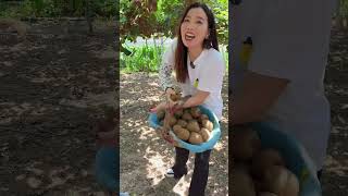 Eating fresh kiwi fruit in beautiful farming