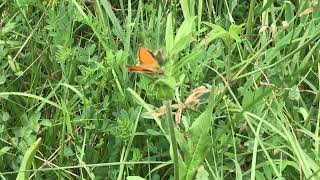 シルベストリススジグロチャバネセセリThymelicus sylvestris (Small Skipper) 2024/07/01 Saint-Dalmas-le-Selvage France