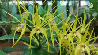 #Dendrobium_Hilda_Poxon || Ankur_Orchid || Care and propagation  ||