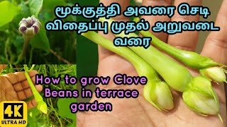 மூக்குத்தி அவரை செடி விதைப்பு முதல் அறுவடை வரை l How to grow Clove Beans l மூக்குத்தி அவரை அறுவடை