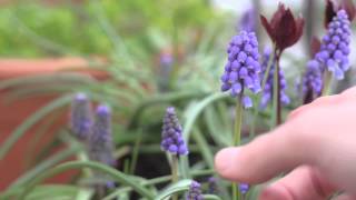 Muscari sul balcone