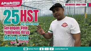 Serangan Vein Yellowing Virus pada Melon Talent Hidroponik 25 HST