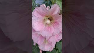 pollinator friendly landscaping. Hollyhocks.