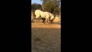 Beautiful Horse Dance 2018 | Neza Bazi | Practice of Dance of Horse | Dancing Horse