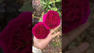 BEAUTIFUL ENGLISH ROSES. #shortvideo #rosegarden #garden #davidaustinroses #flowers #shortsviral