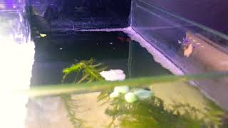 Breeding betta fish successfully on first go, waiting for fry’s