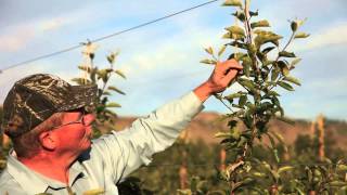 Orchard Update May 2014