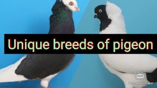 unique breeds of pigeon | rare breads of pigeon | pigeon rare breeds