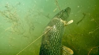 Дневная подводная охота ТРОФЕЙНАЯ ЩУКА 6 кг. SPEAR HUNT TROPHY PIKE