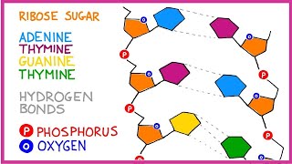 DNA Molecule Structure