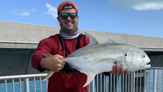 Florida Keys Bridge Fishing: HUGE Jack Crevalle, Yellow Jack, and Yellowtail Snapper from Shore